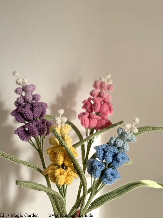 Gartenhyazinthe