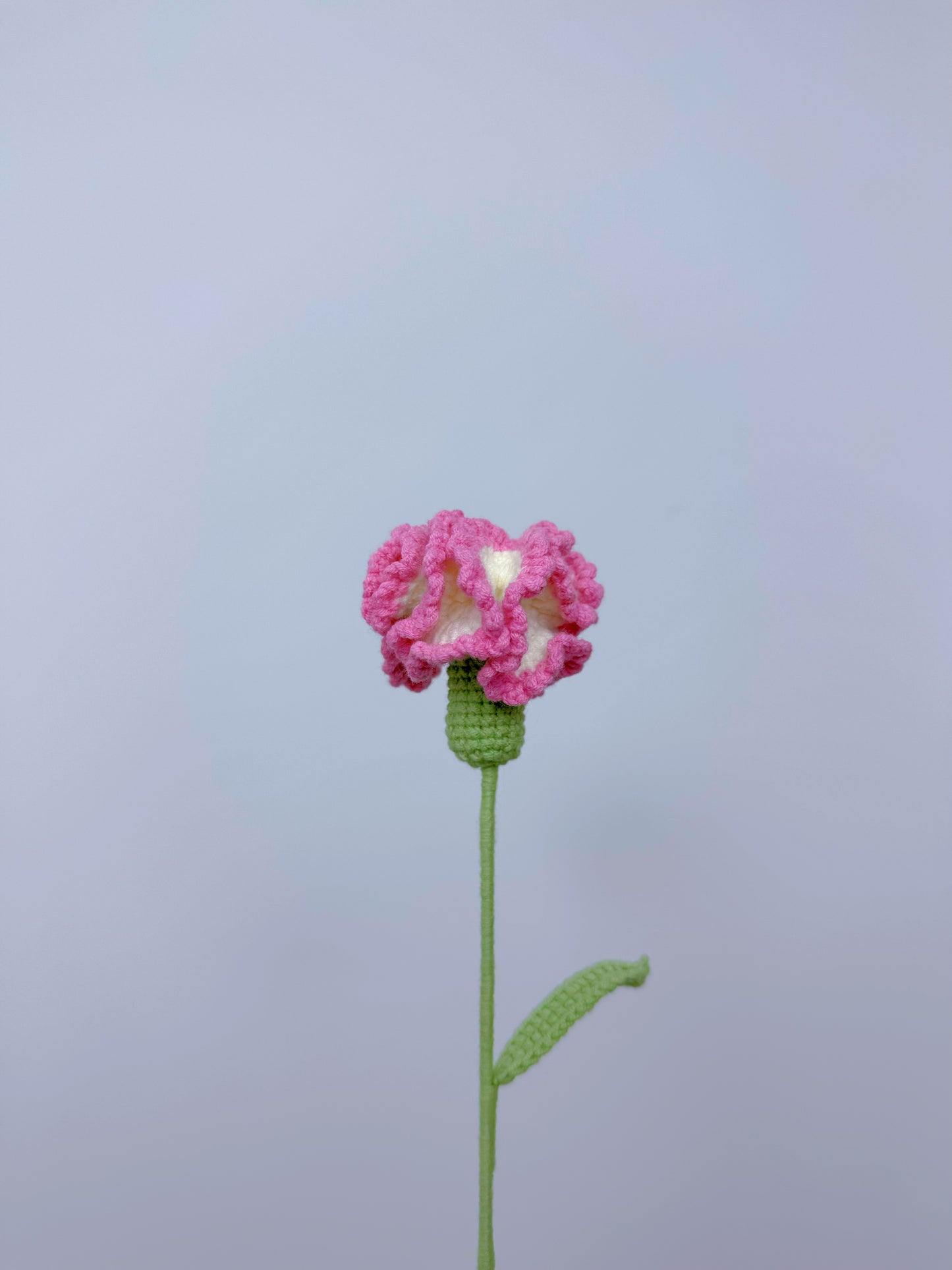 Carnation (Small)