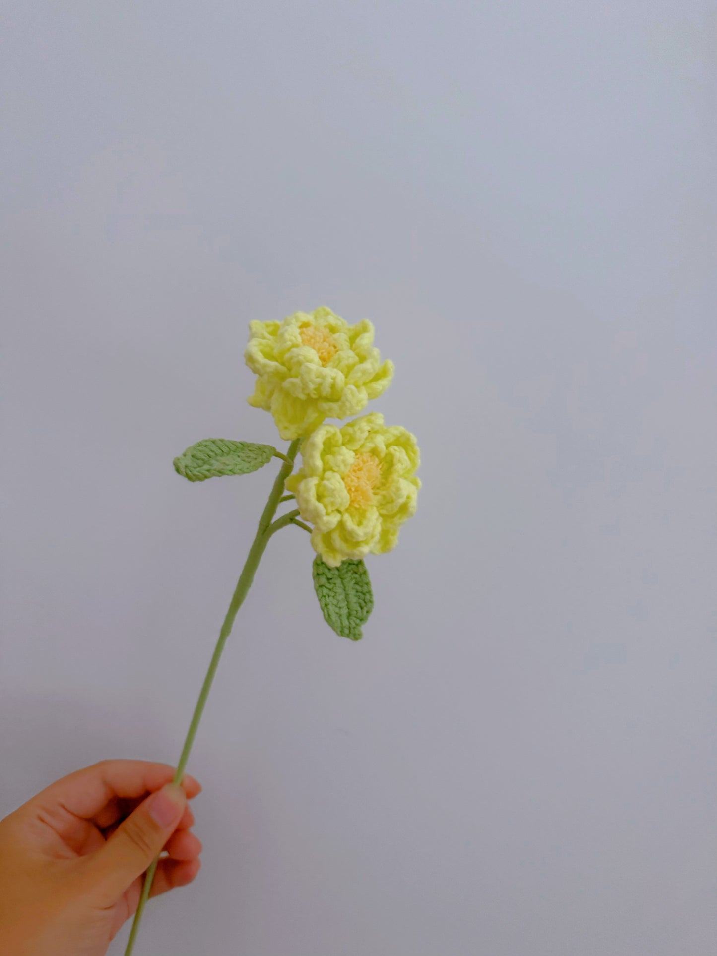 Gardenia