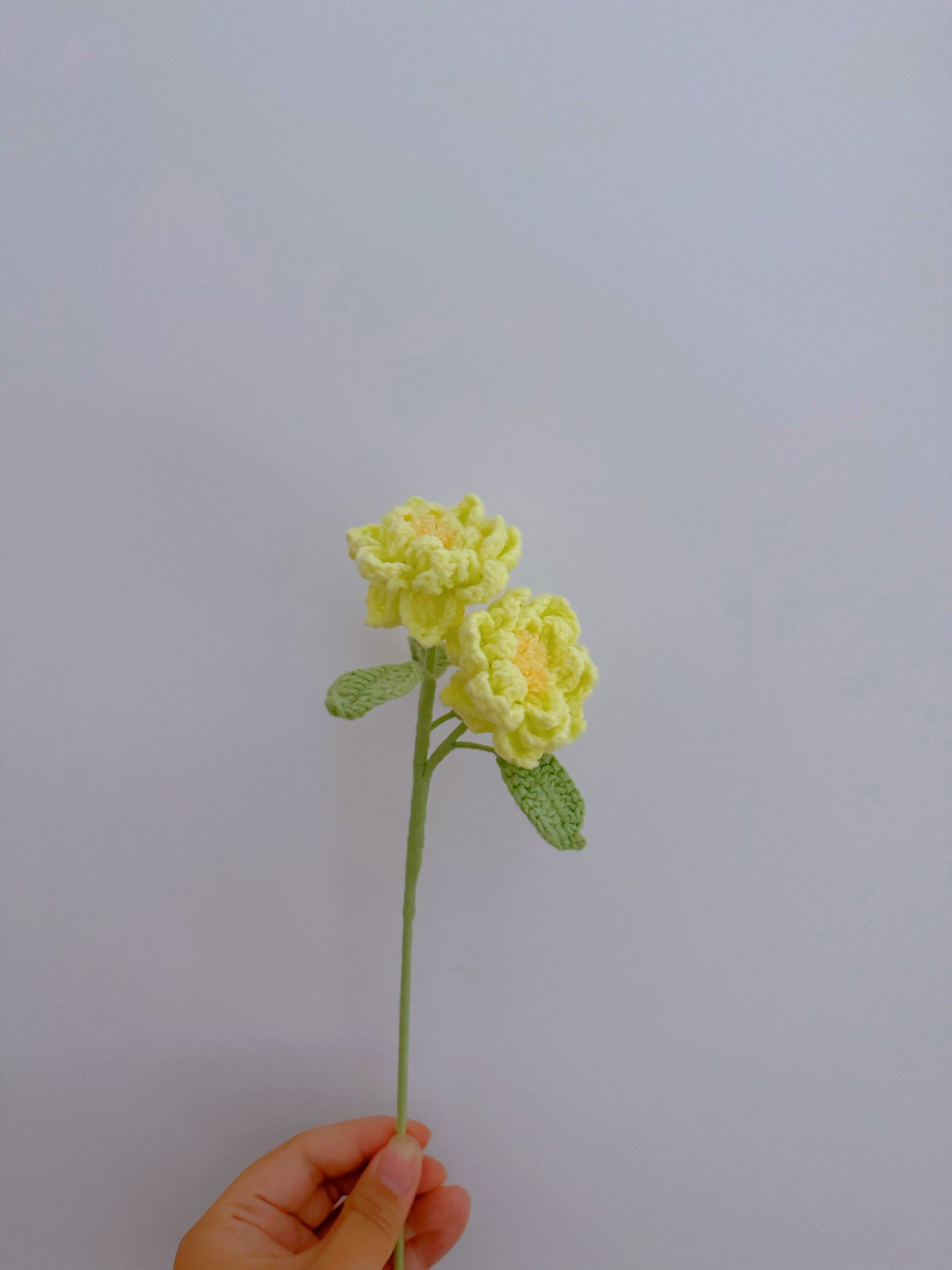 Gardenia