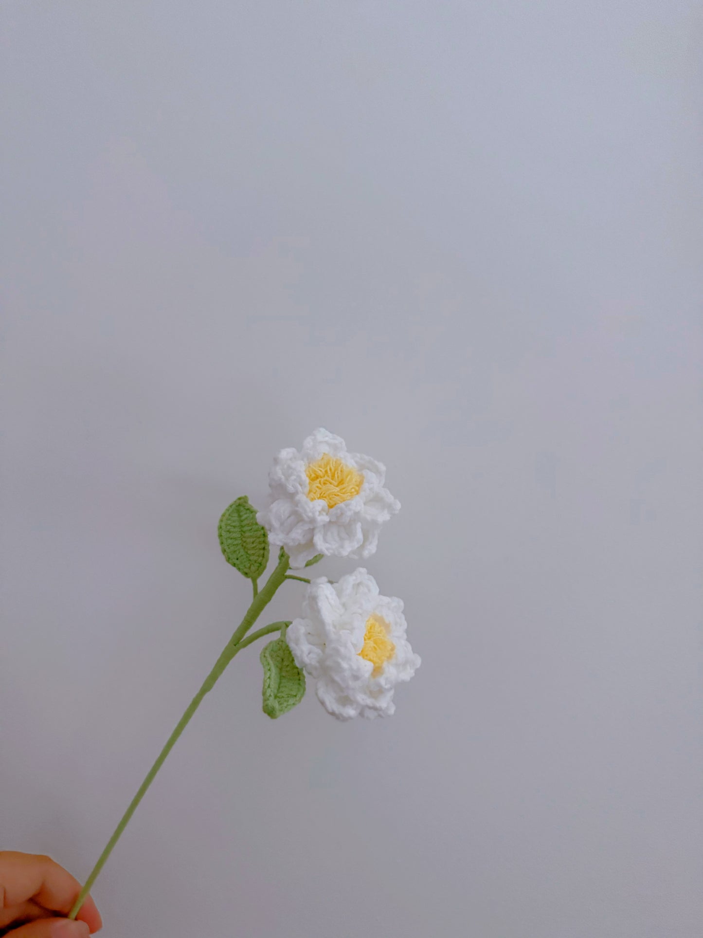 Gardenia