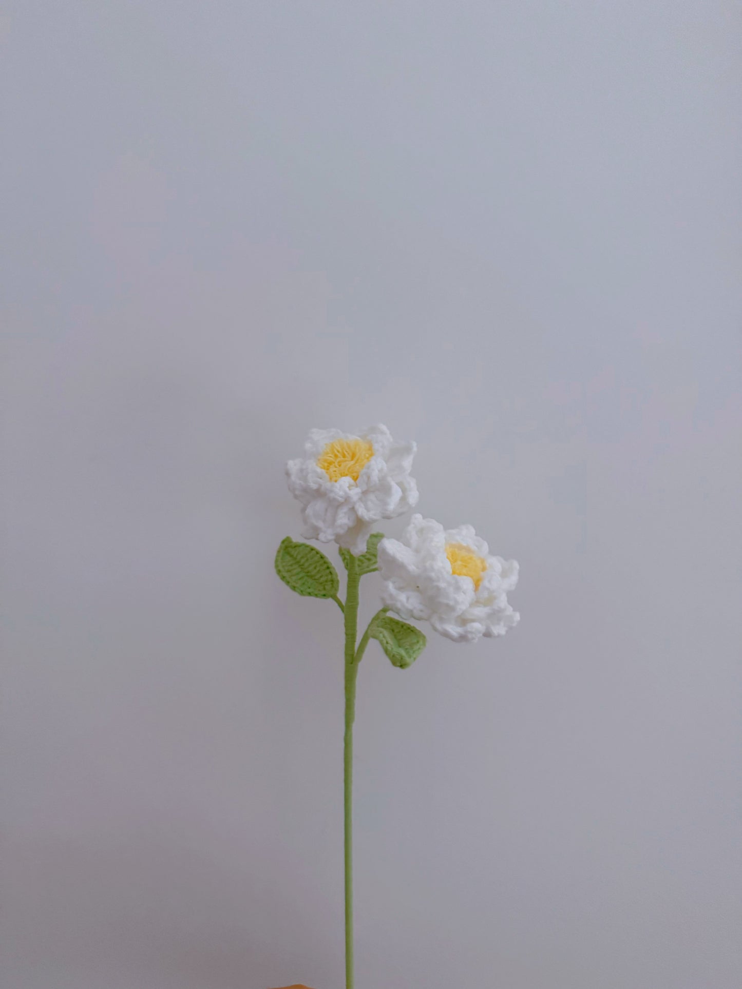 Gardenia
