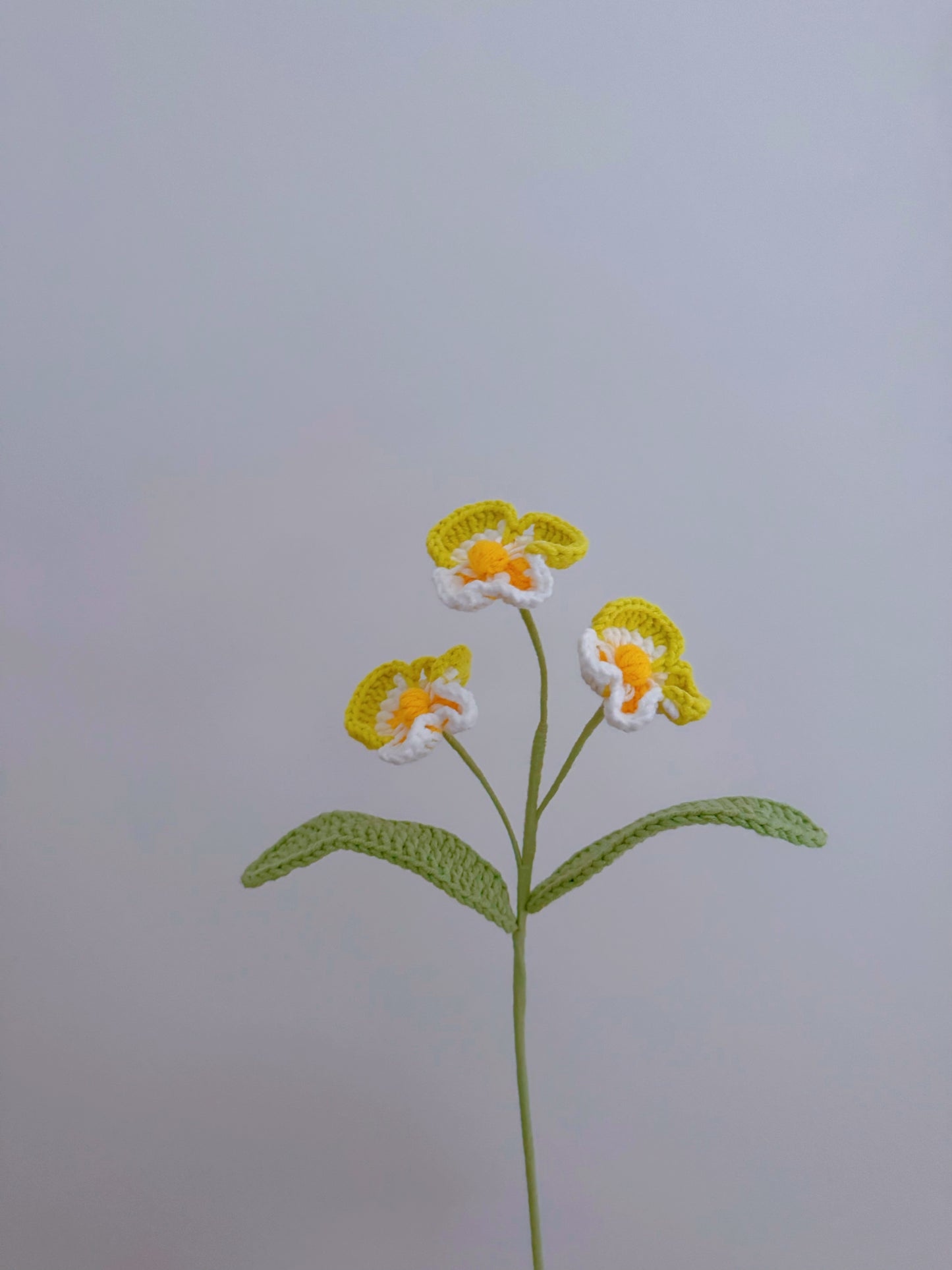 Phalaenopsis Orchid