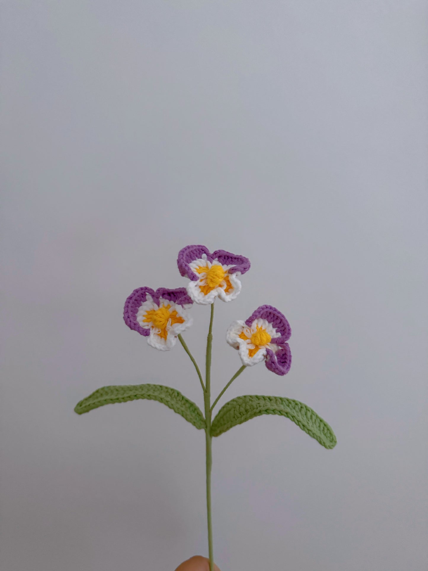 Phalaenopsis Orchid