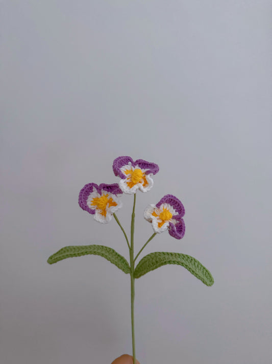 Phalaenopsis Orchid