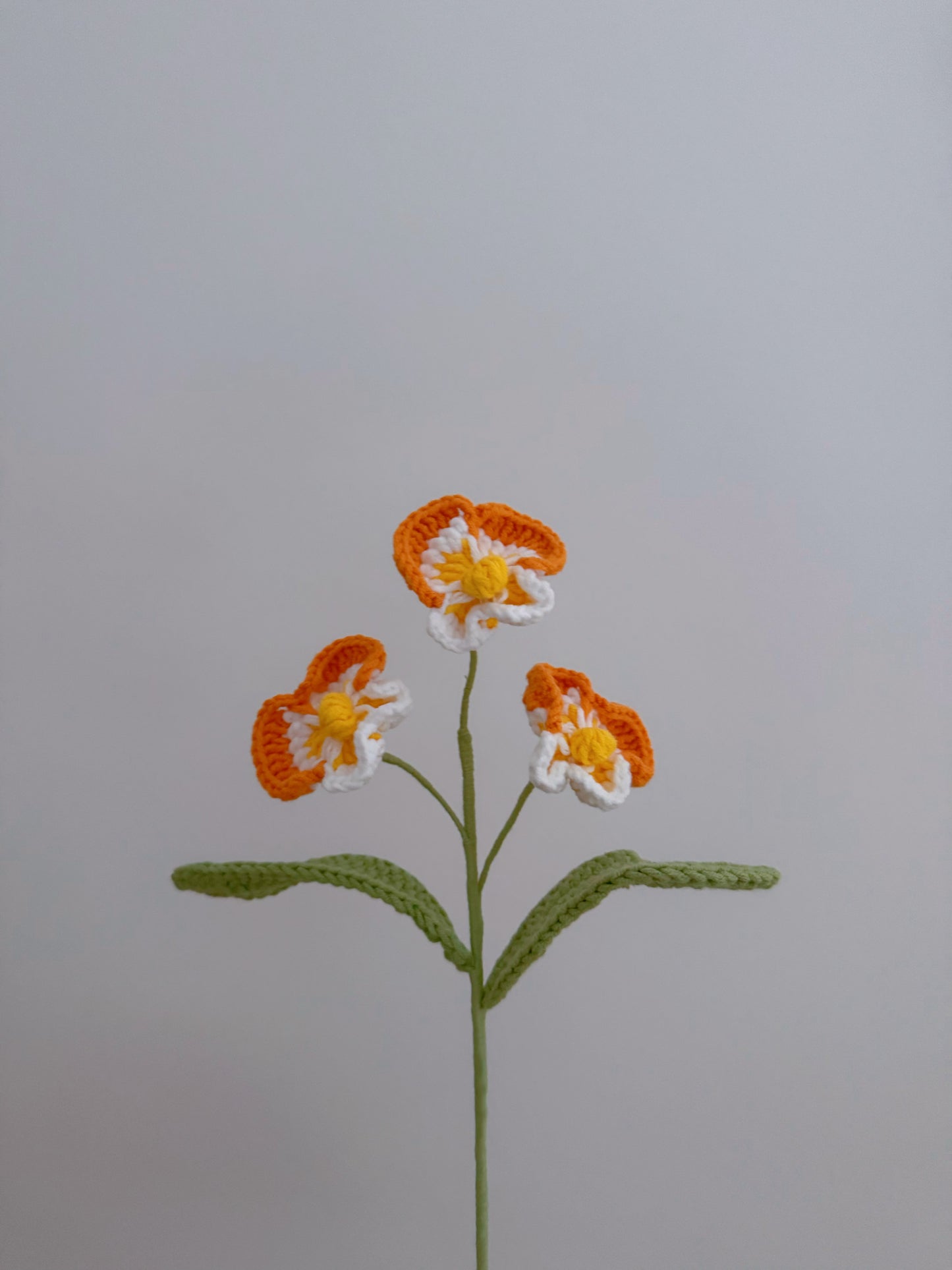Phalaenopsis Orchid