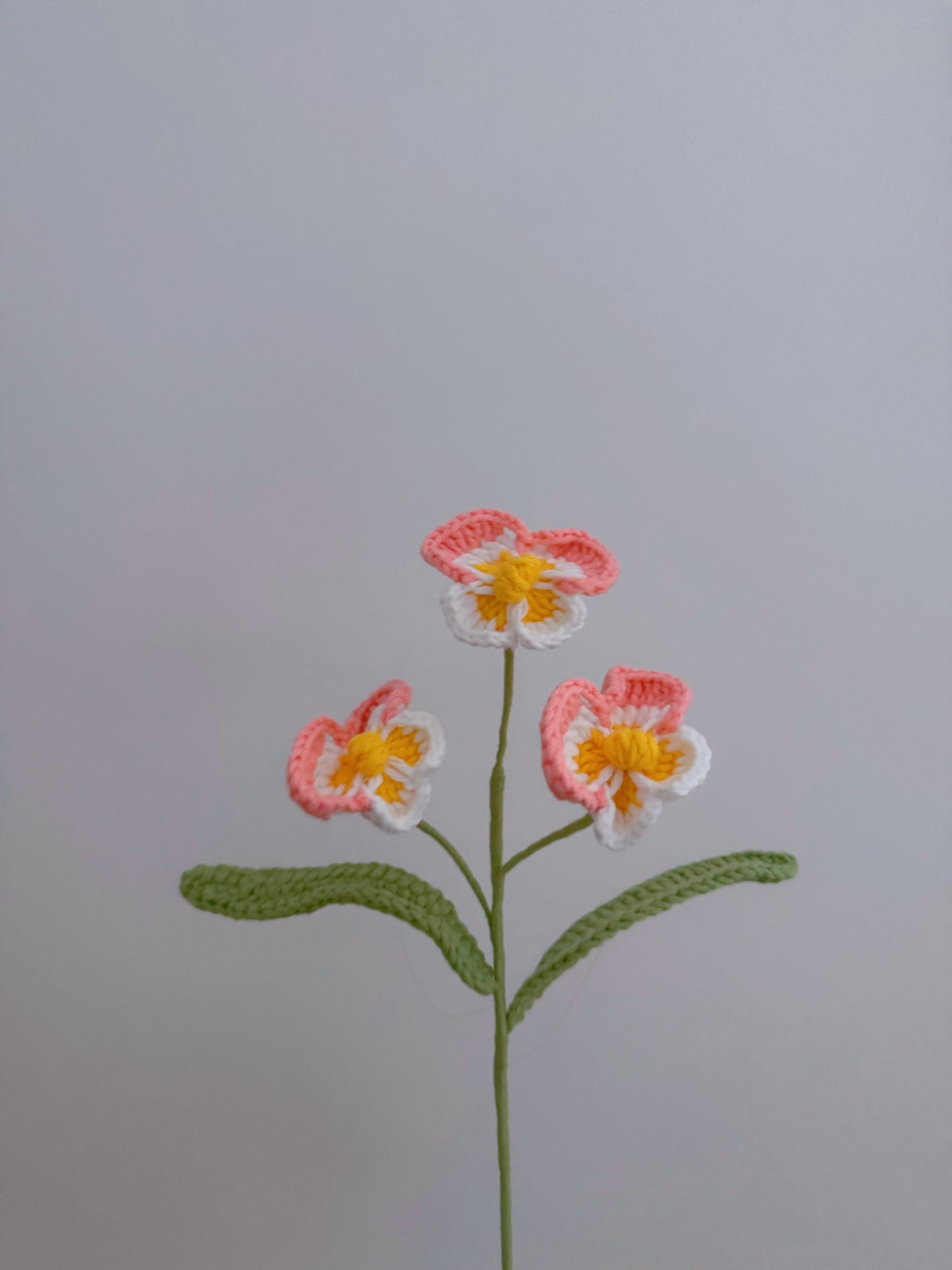 Phalaenopsis Orchid