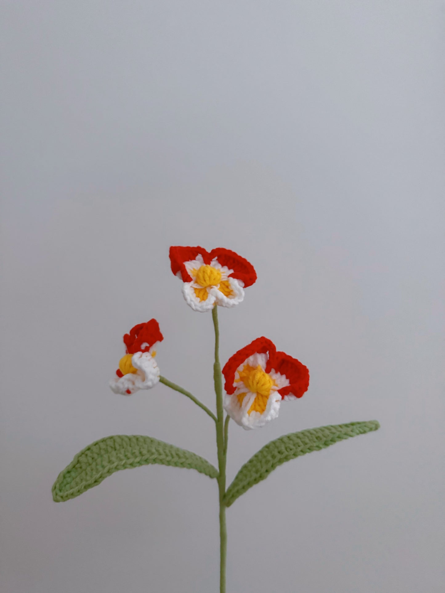 Phalaenopsis Orchid