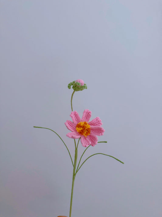 Cosmos flower
