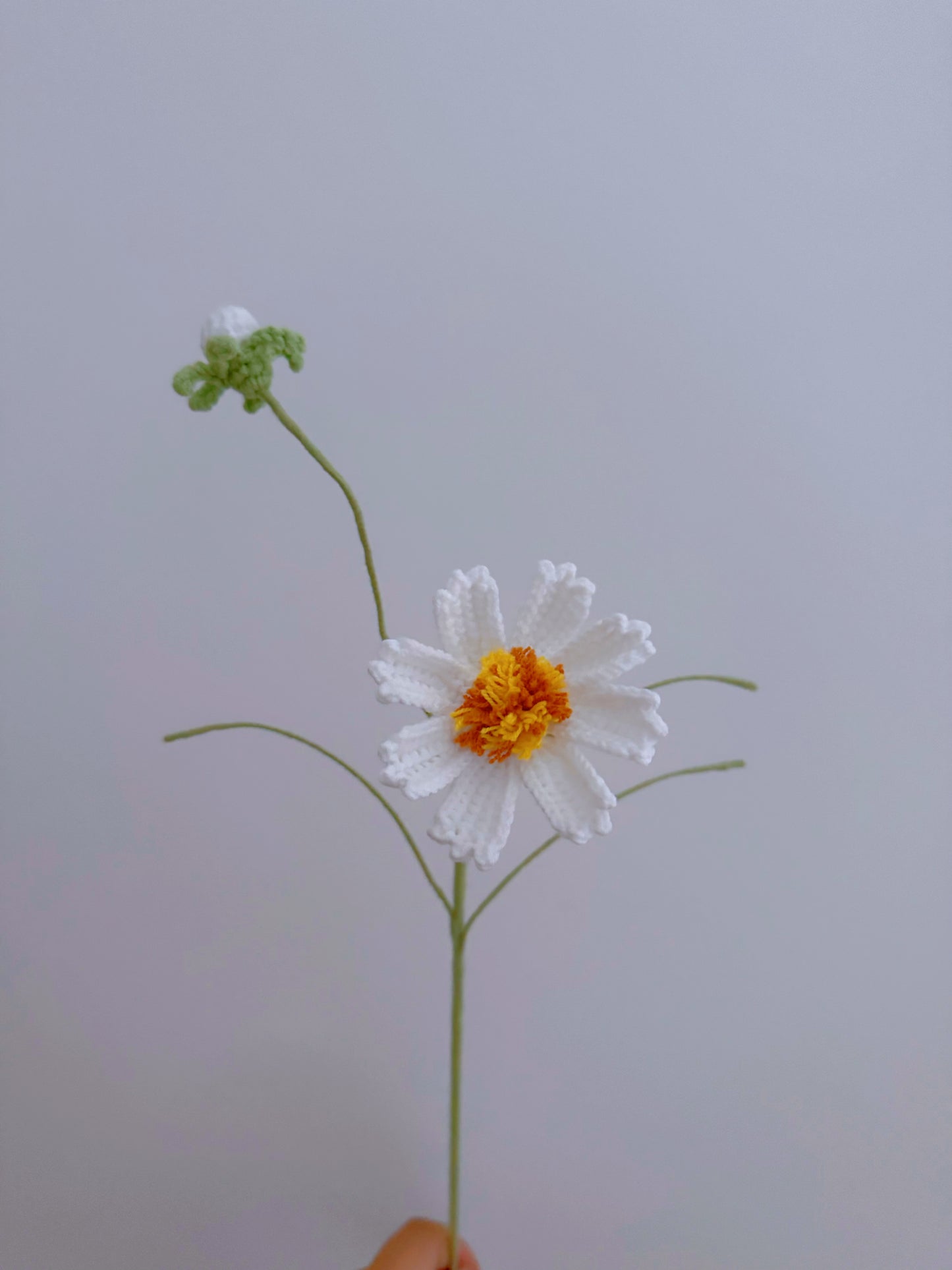 Cosmos flower