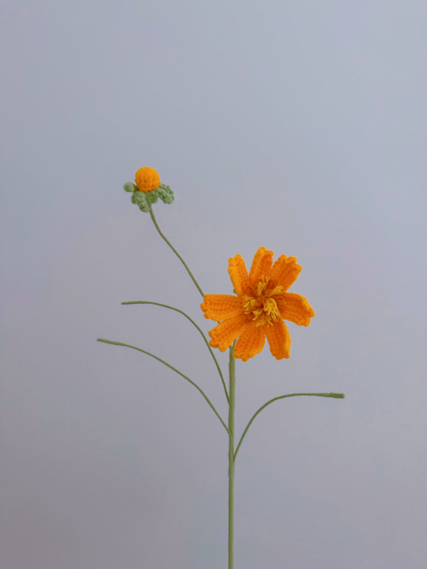 Cosmos flower