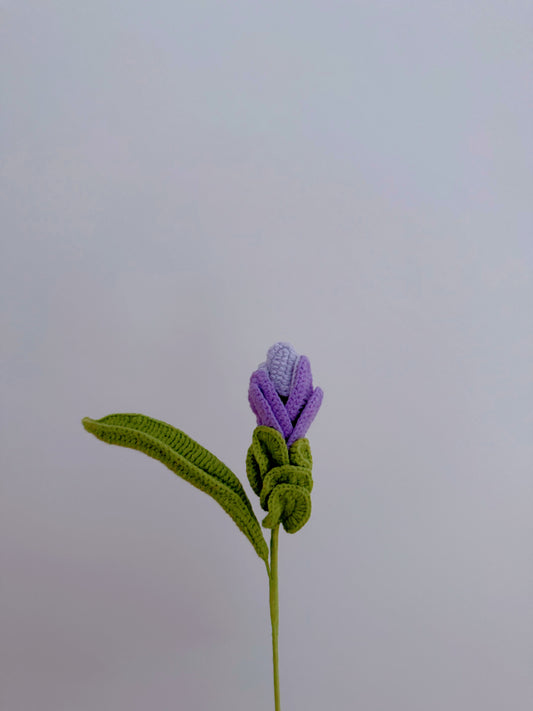 Siam Tulip