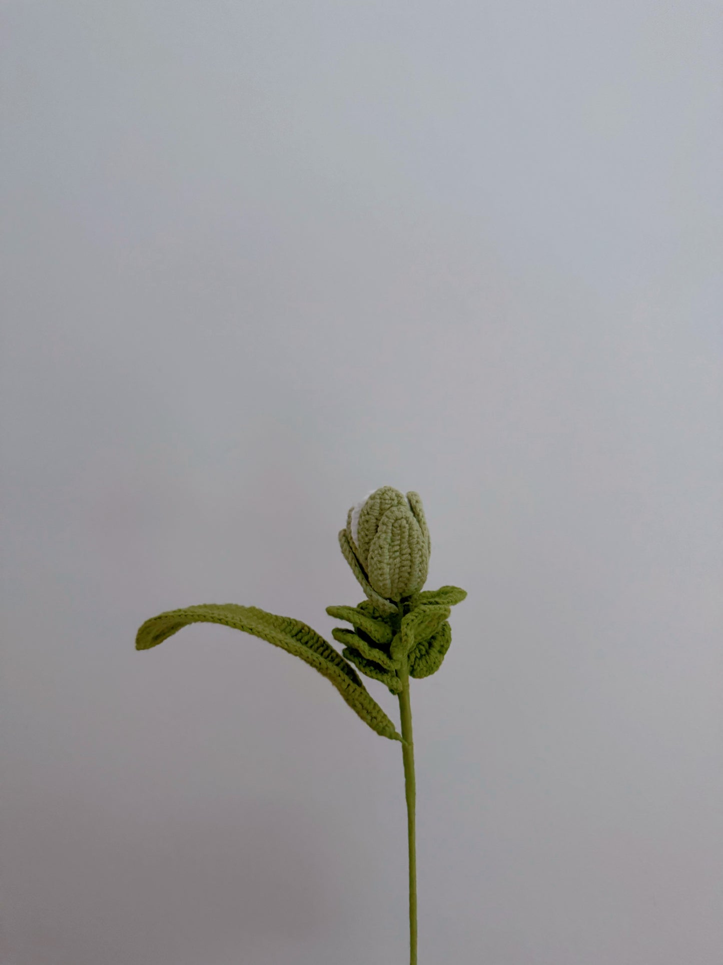 Siam Tulip