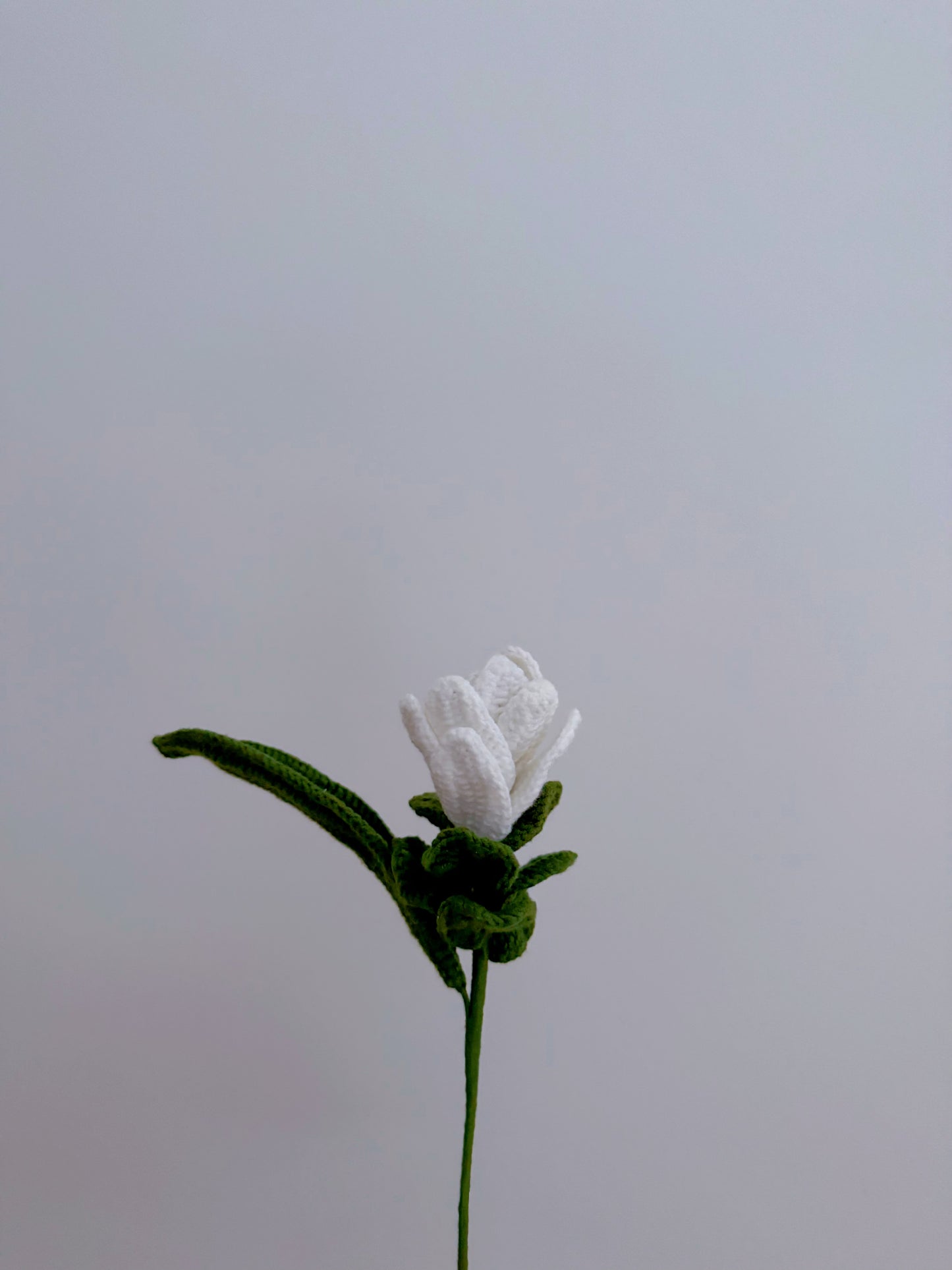 Siam Tulip