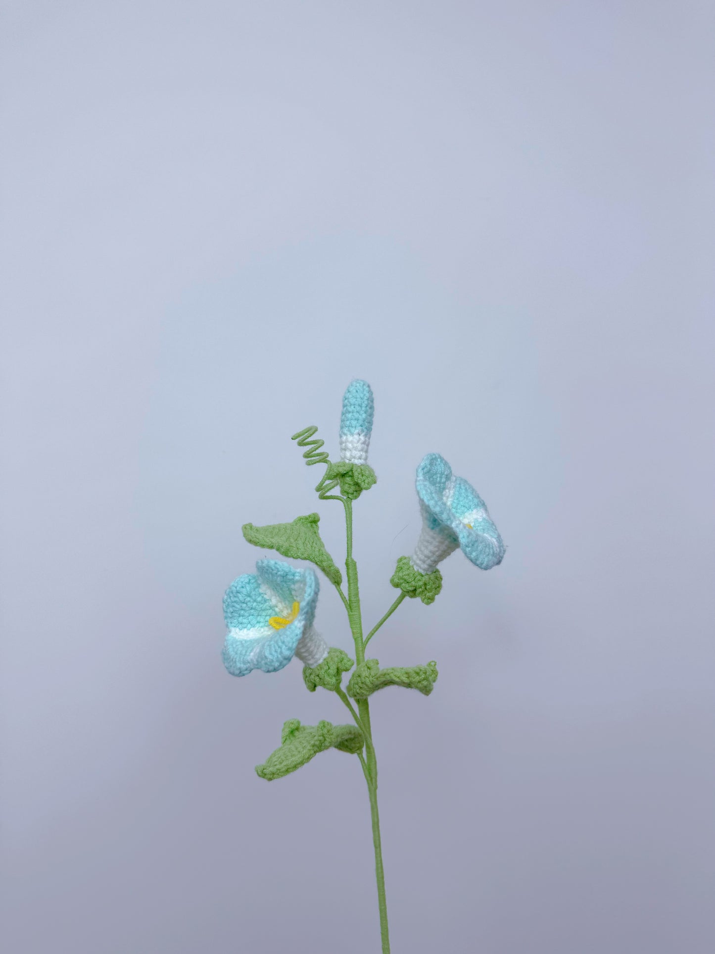 Morning Glory