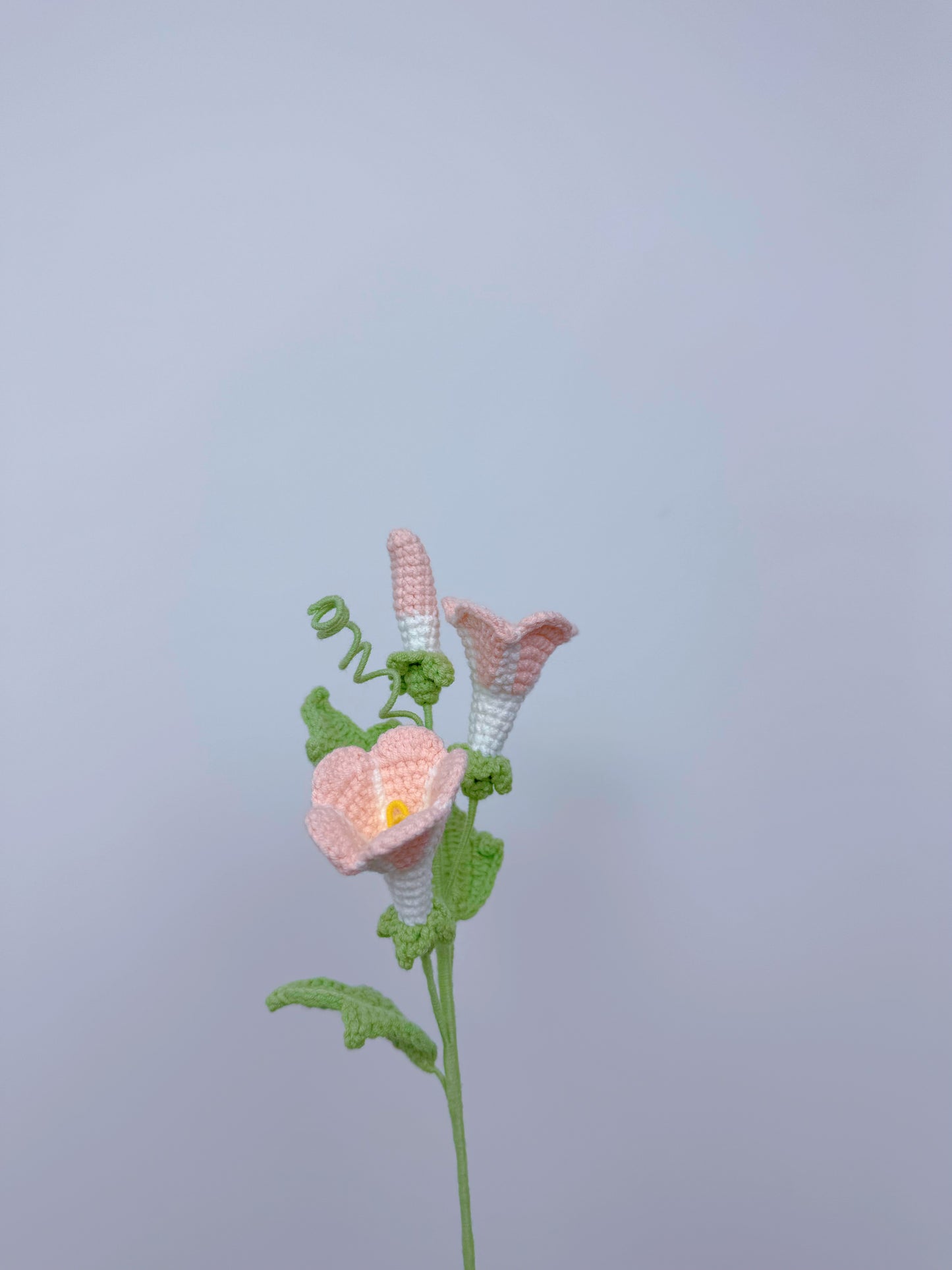 Morning Glory