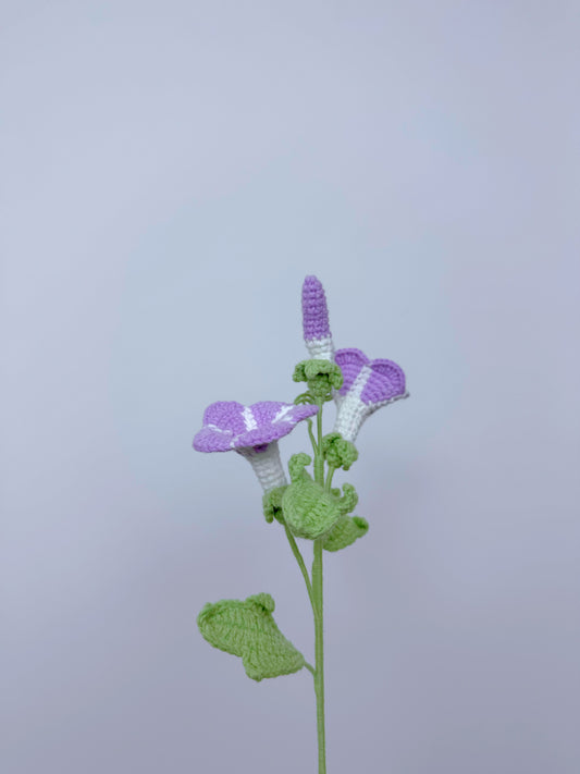 Morning Glory