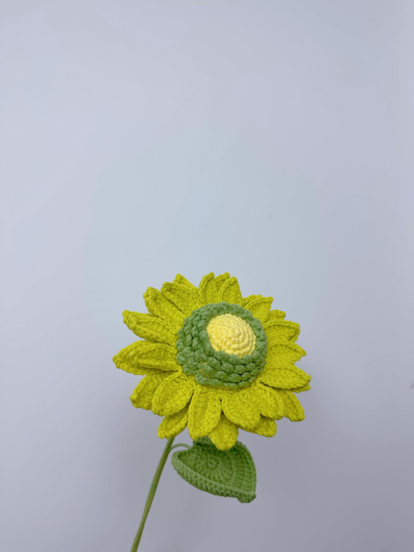 Colorful Sunflower