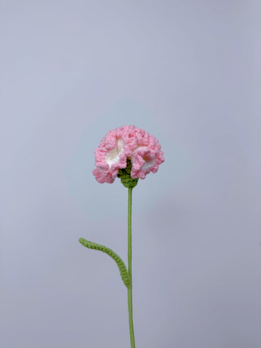 Carnation
