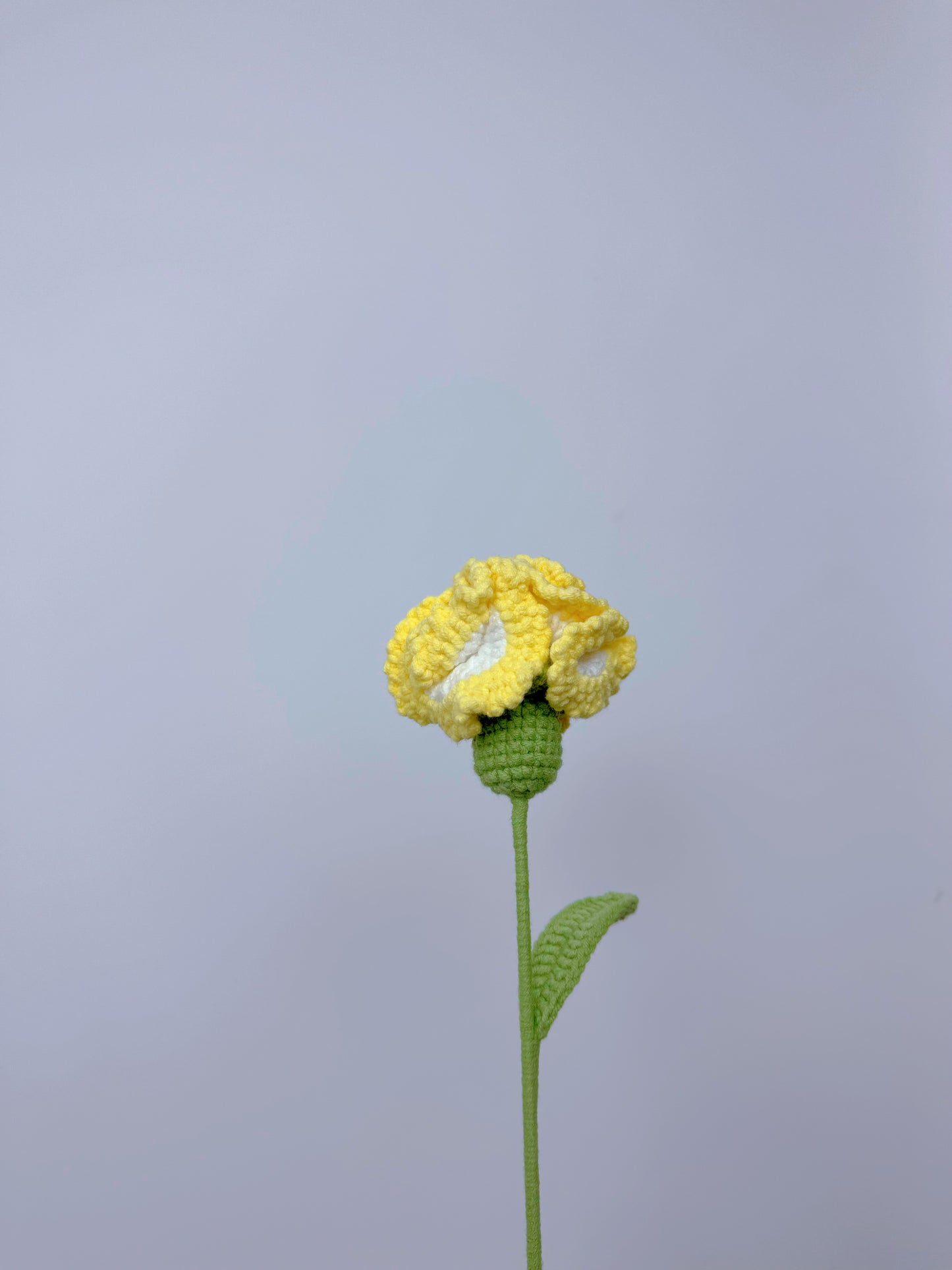 Carnation