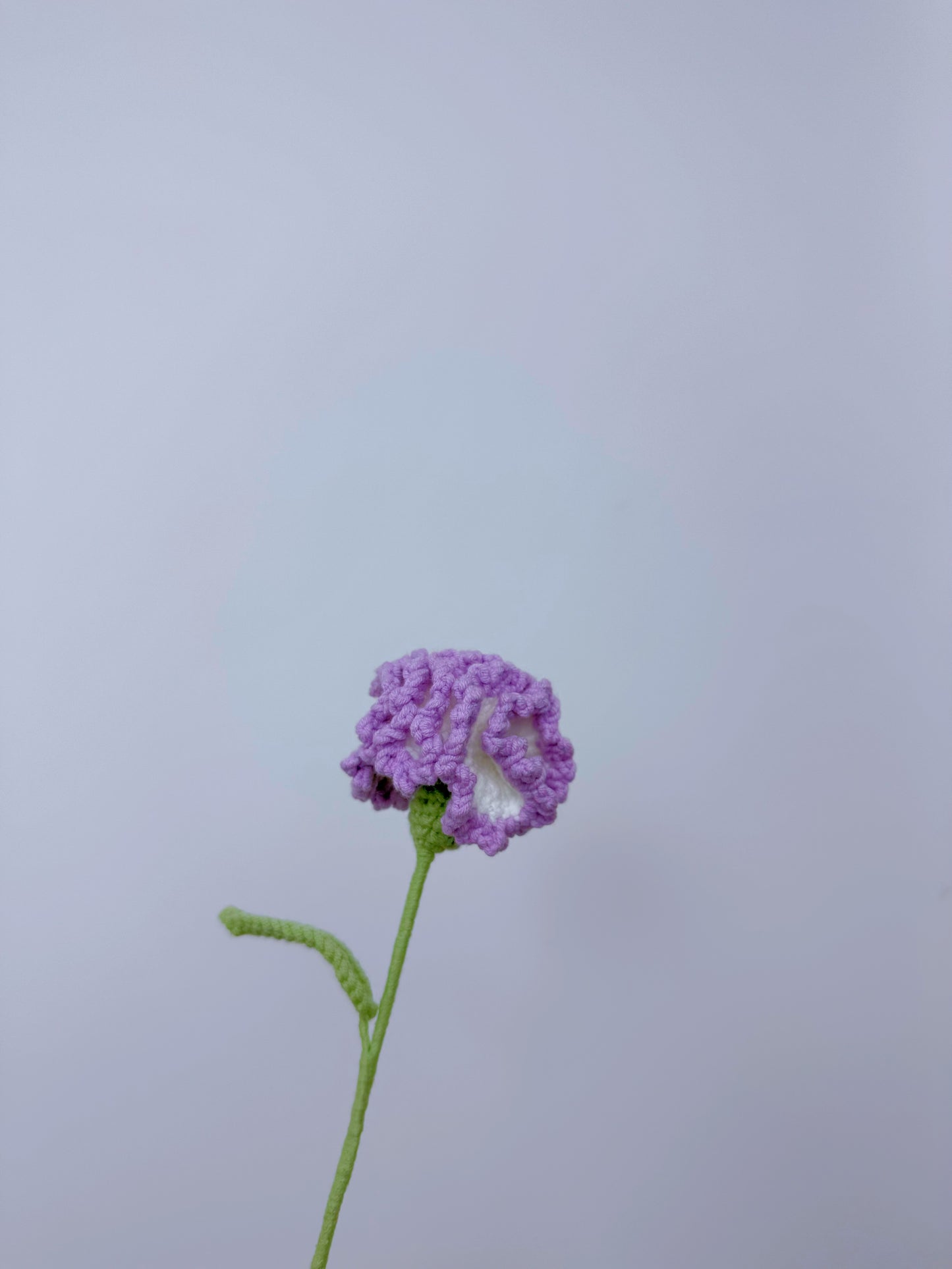Carnation