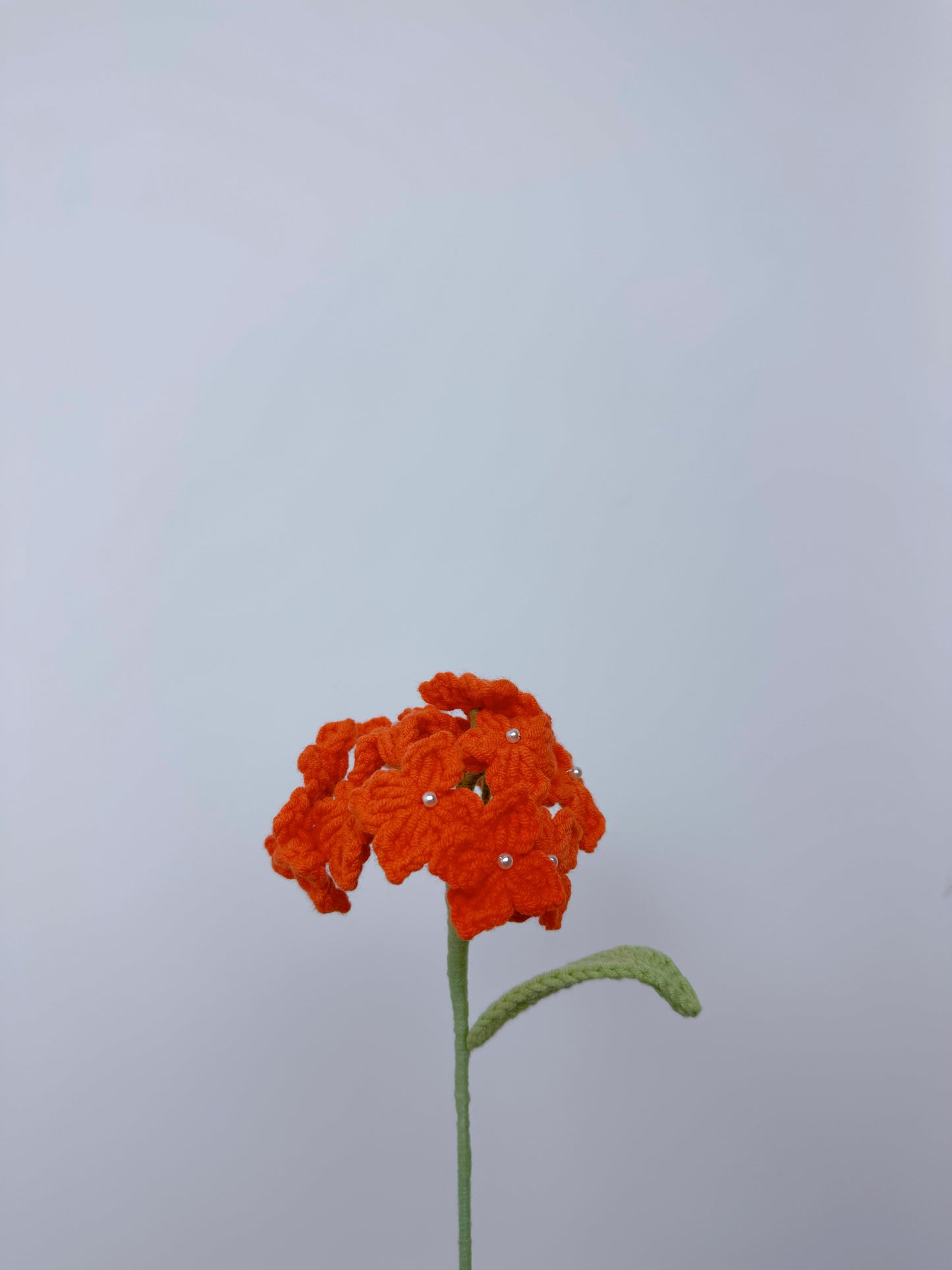 Hydrangea