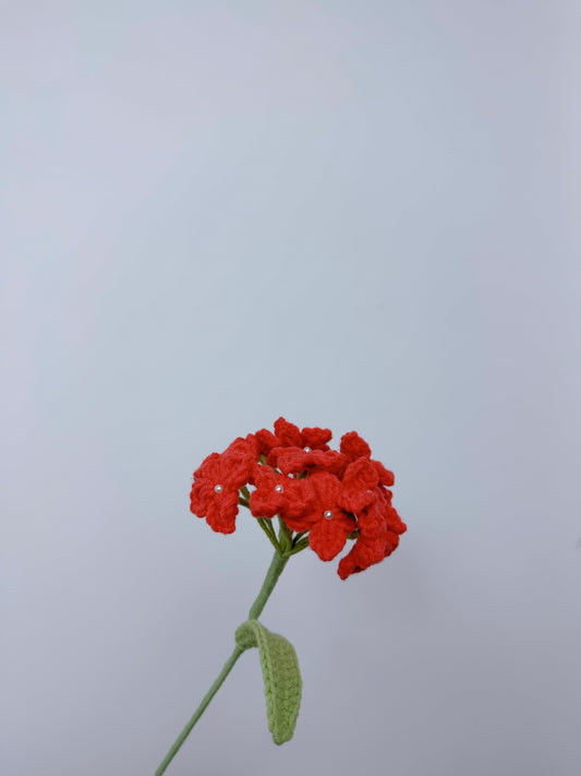 Hydrangea