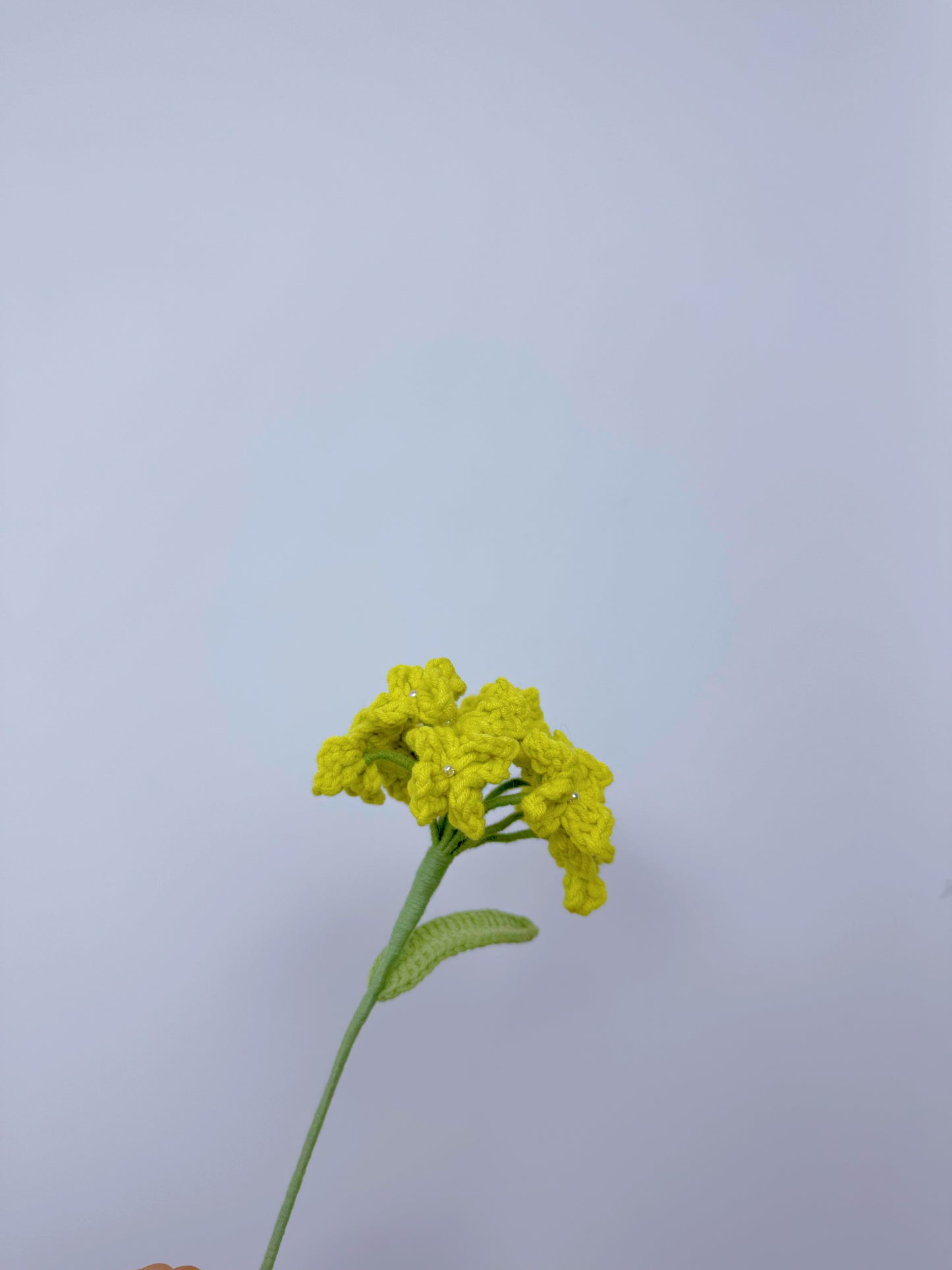 Hydrangea