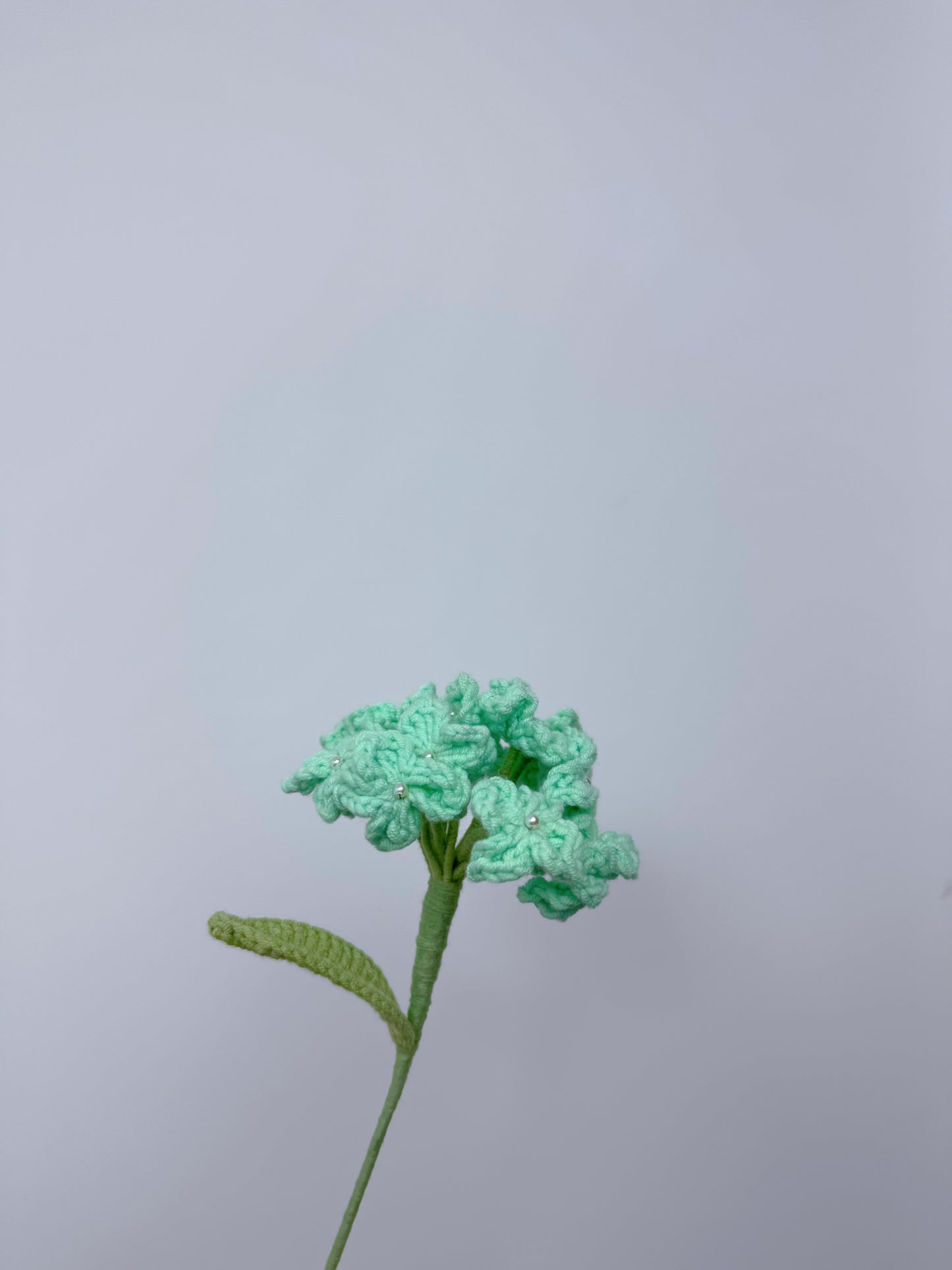 Hydrangea
