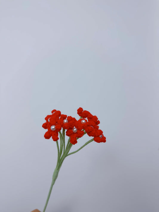 Gypsophila