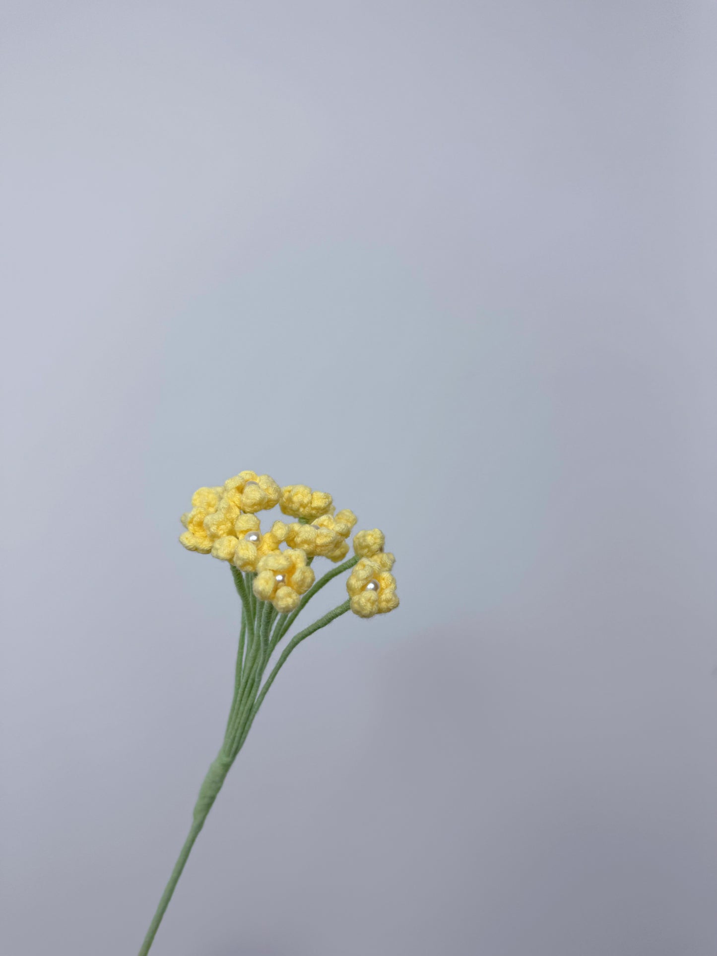 Gypsophila
