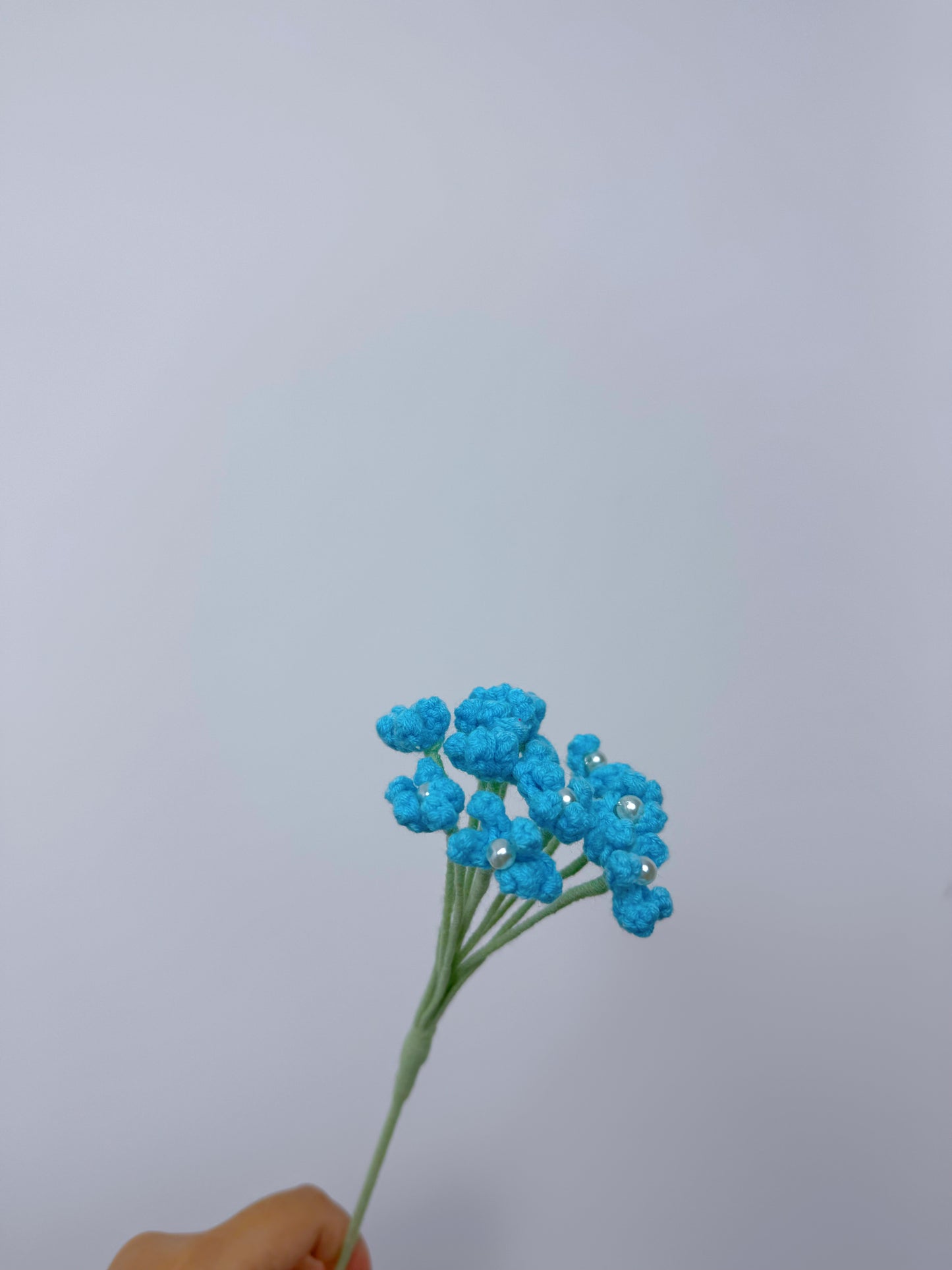 Gypsophila