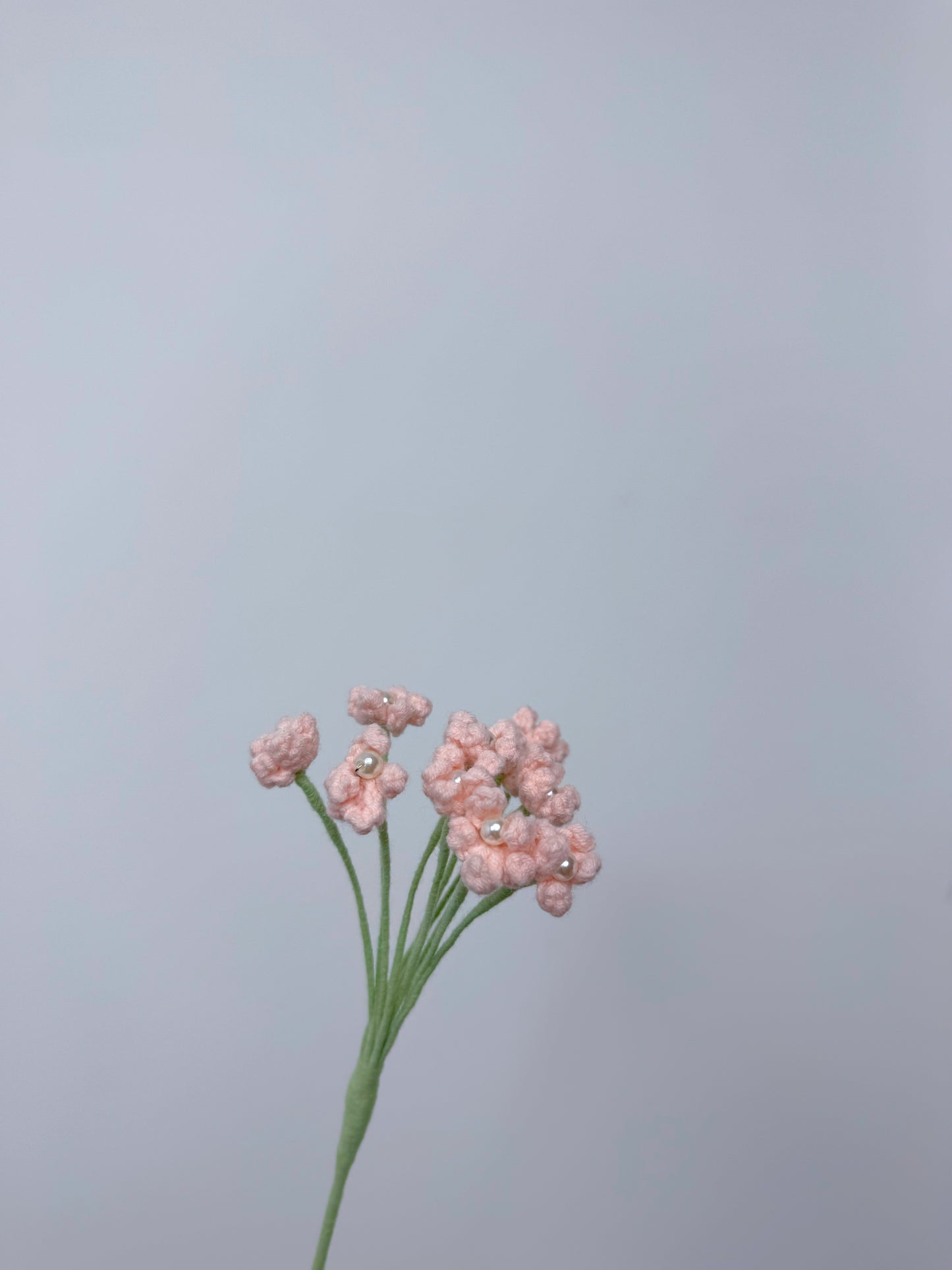Gypsophila