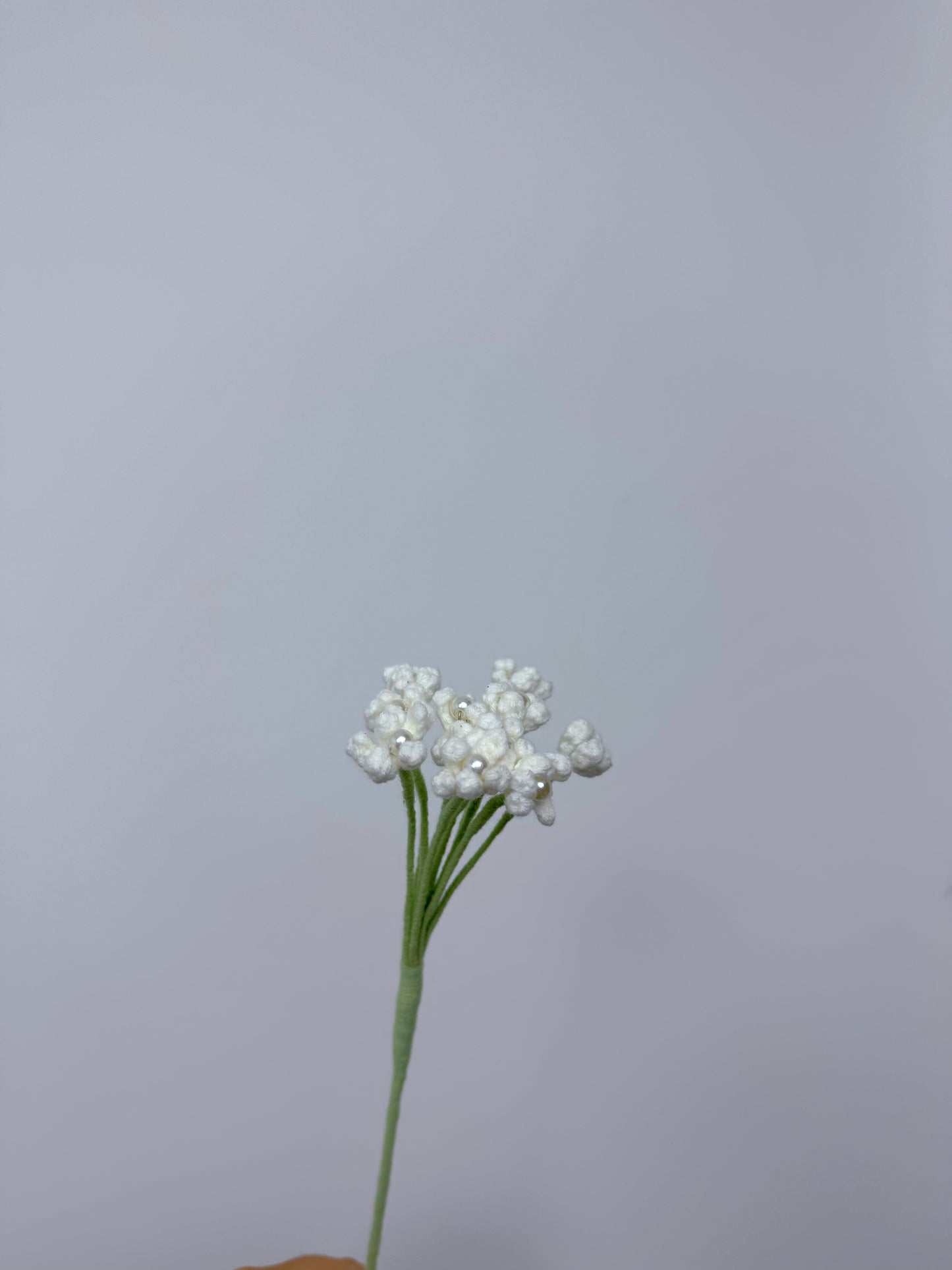 Gypsophila